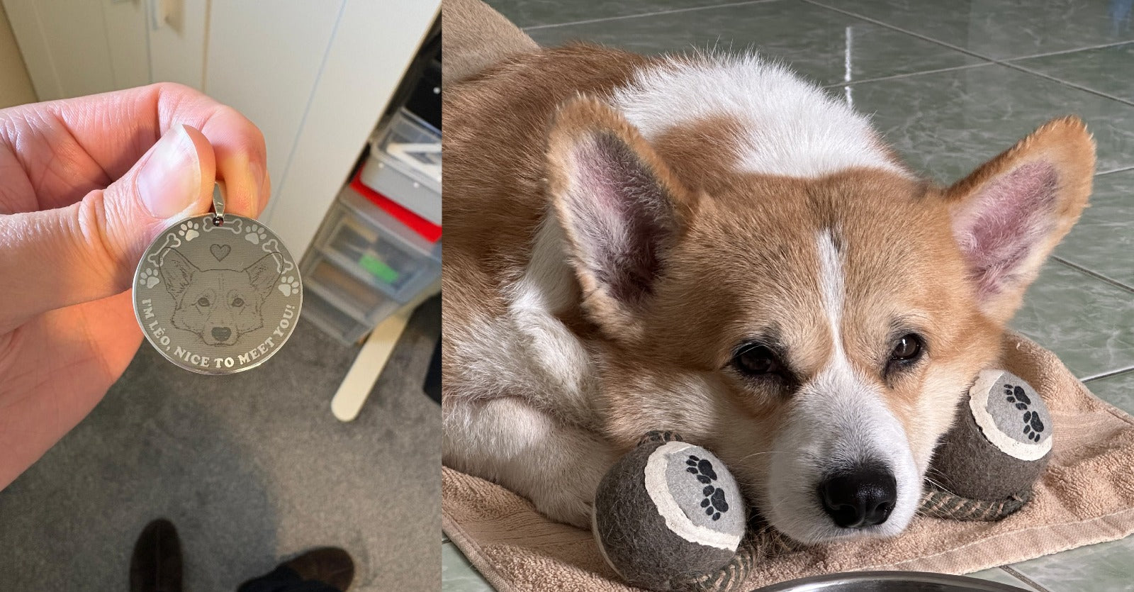 Custom Pet ID Tags
